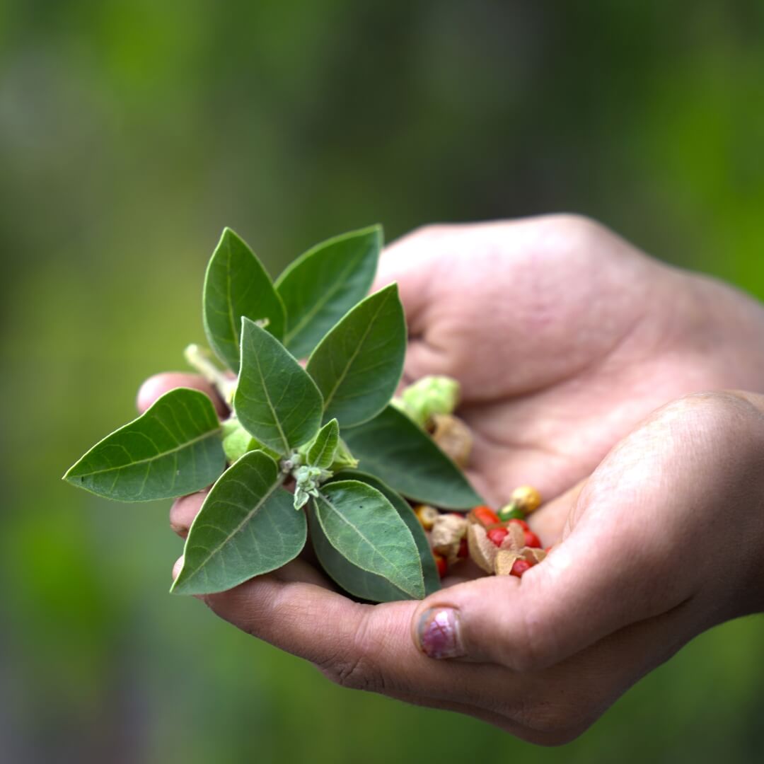 Plants, herbs and spices are used in Ayurveda to keep doshas balanced