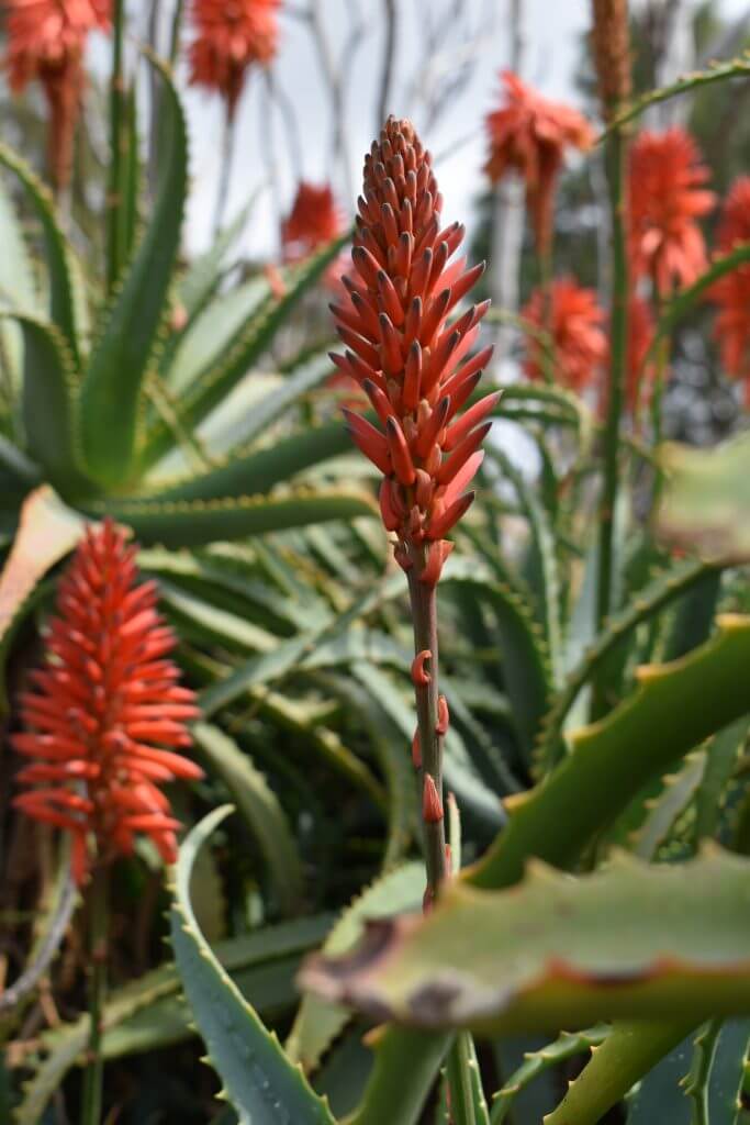 India is the second biggest exporter of aloe vera in the world