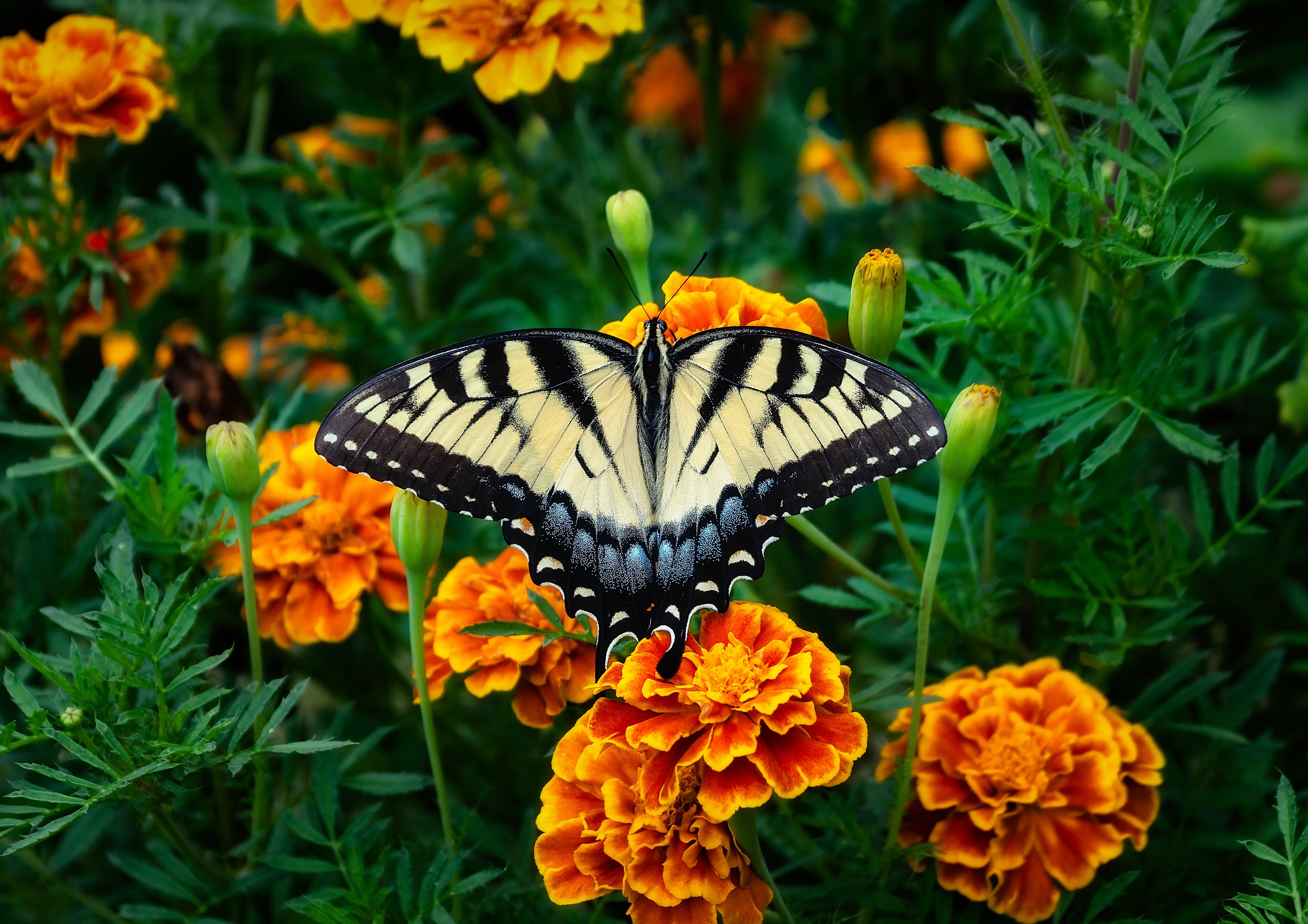 Marigolds have been used in India for centuries