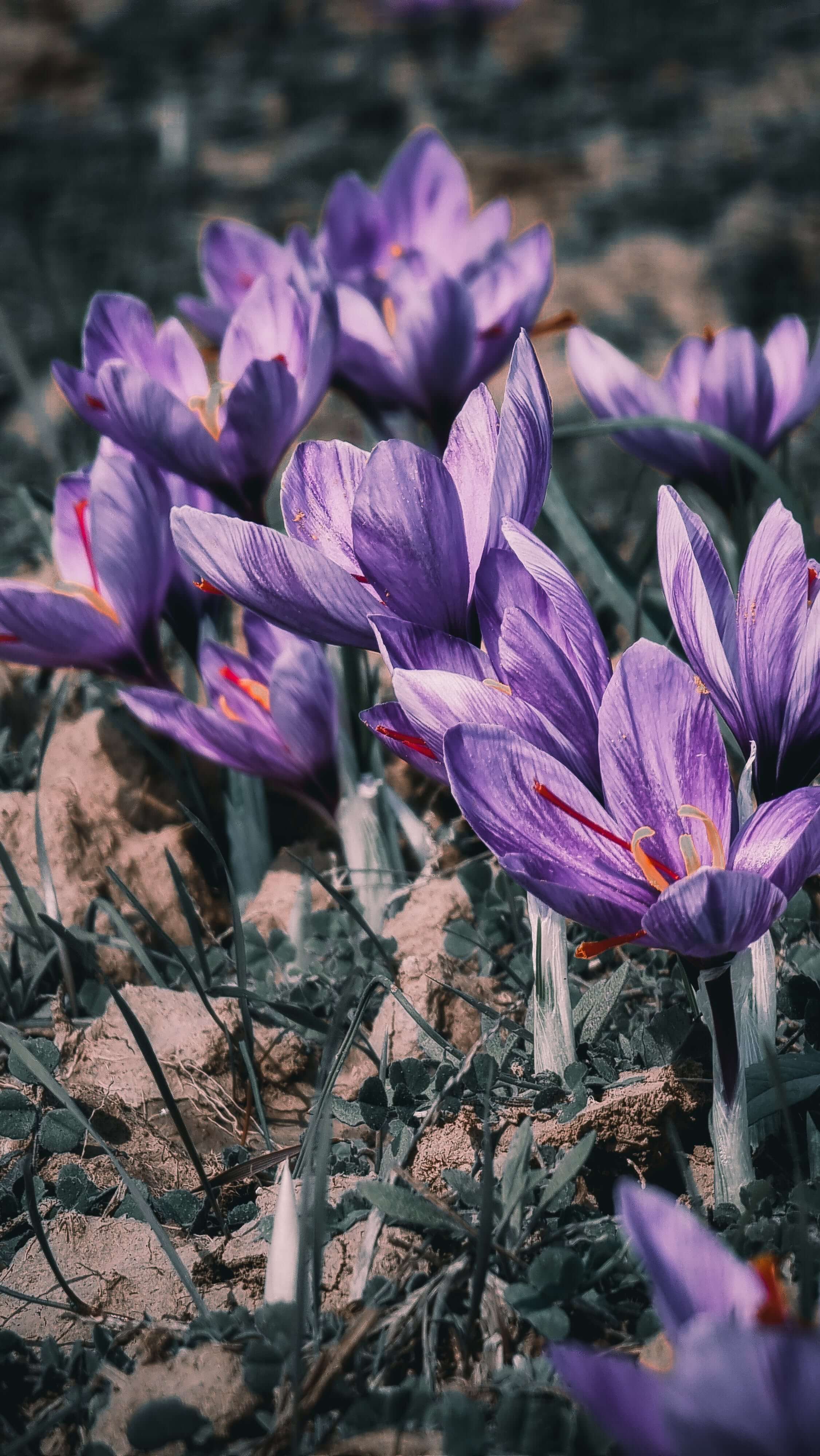saffron is renowned as a skincare elixir