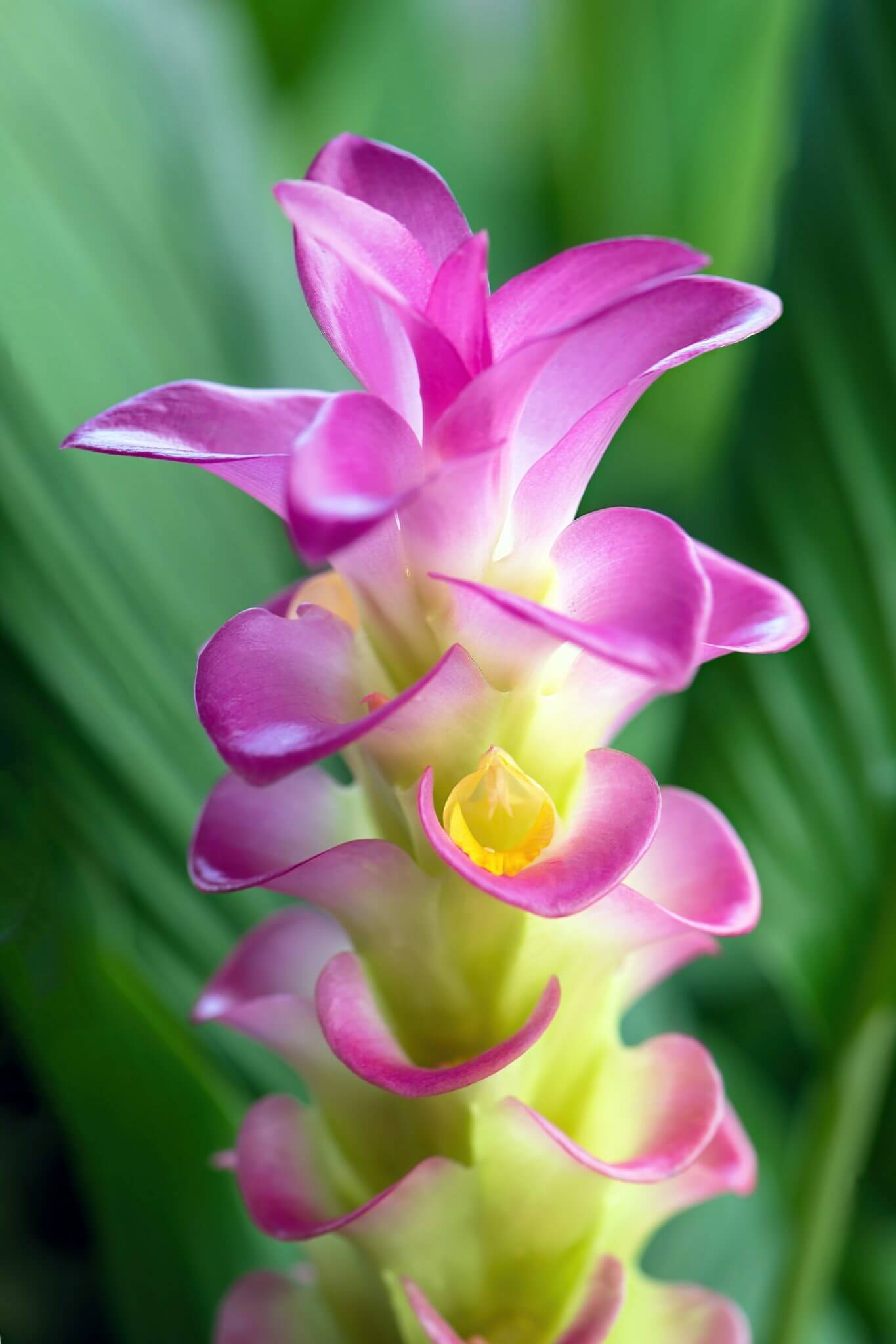 The Turmeric flower comes in various colours in India.