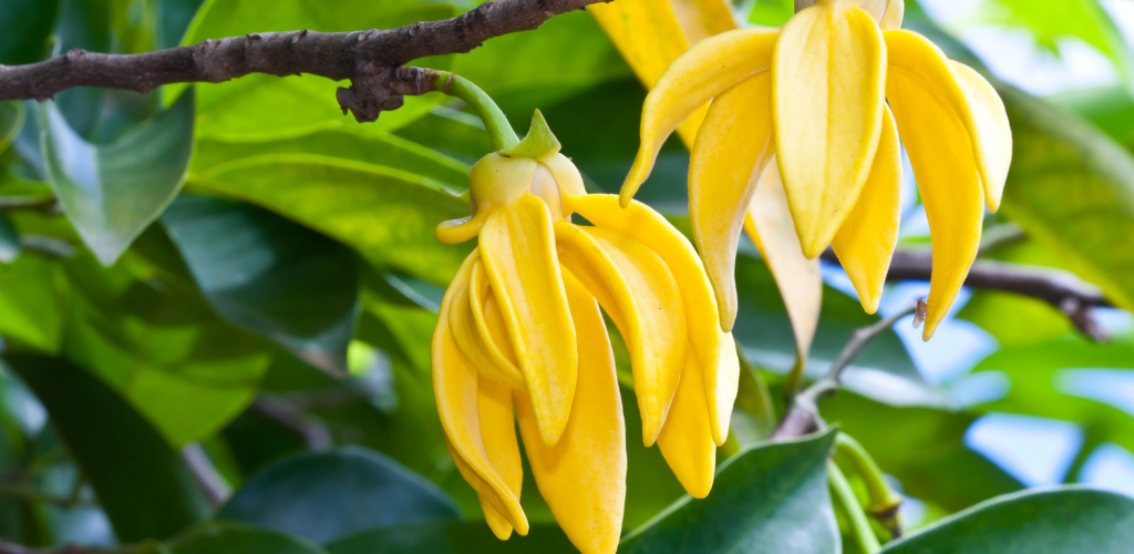 Ylang Ylang