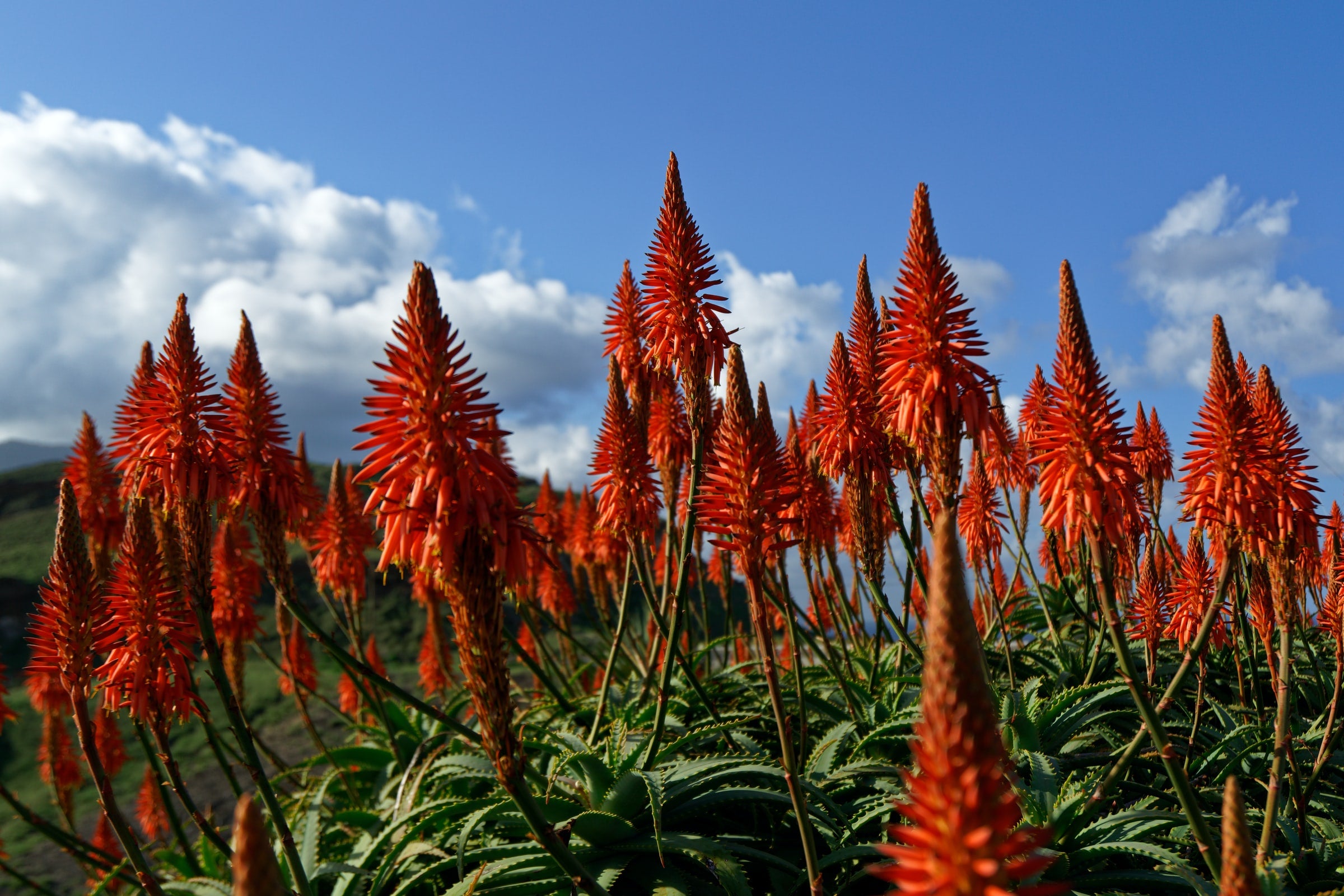 Aloe Vera Flowers. Aloe Vera Gel has many benefits for your skin, find out how here.