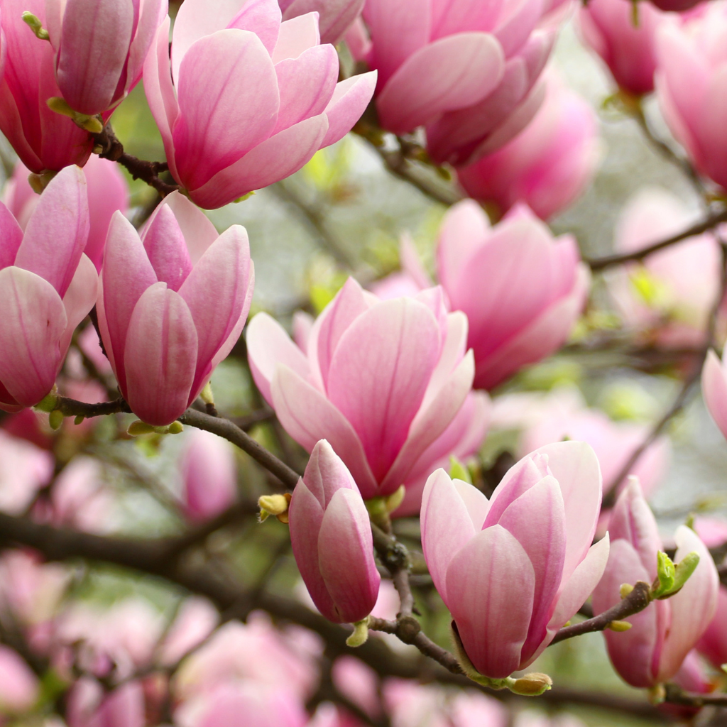 Pink magnolia flowers 
