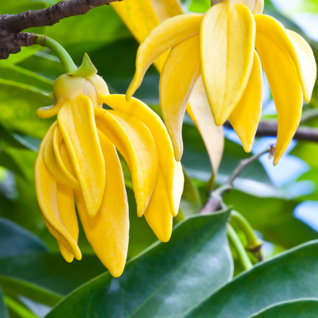 Ylang Ylang Flower
