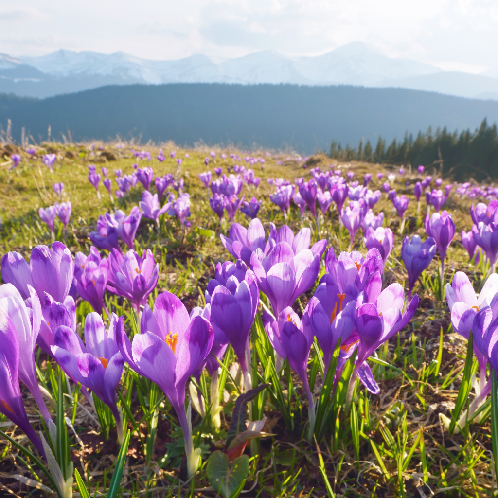 Purple saffron flowers