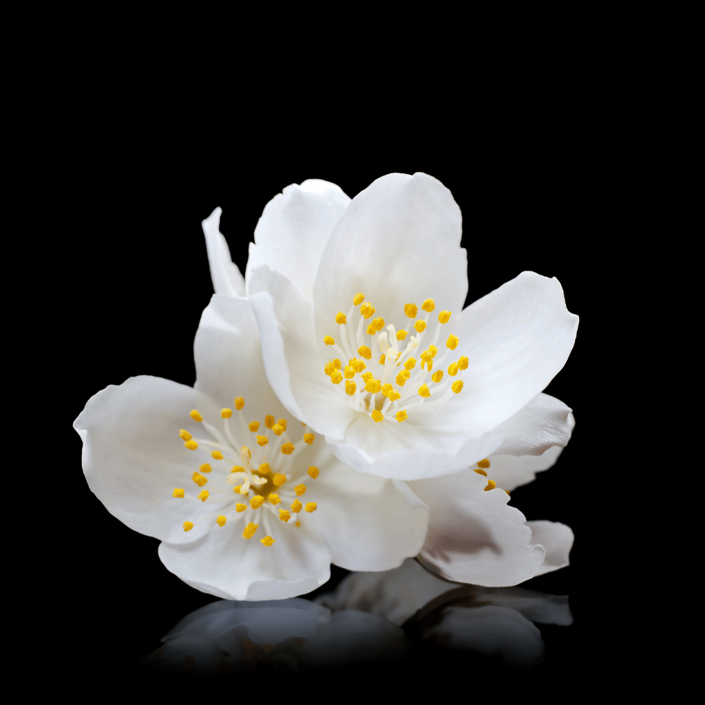 White Jasmine flowers with yellow centers on a black background