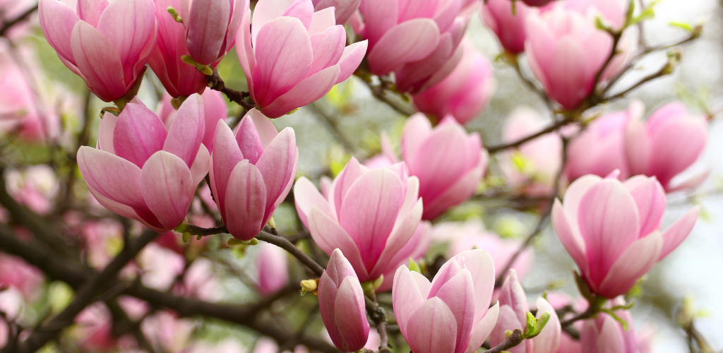 Magnolia