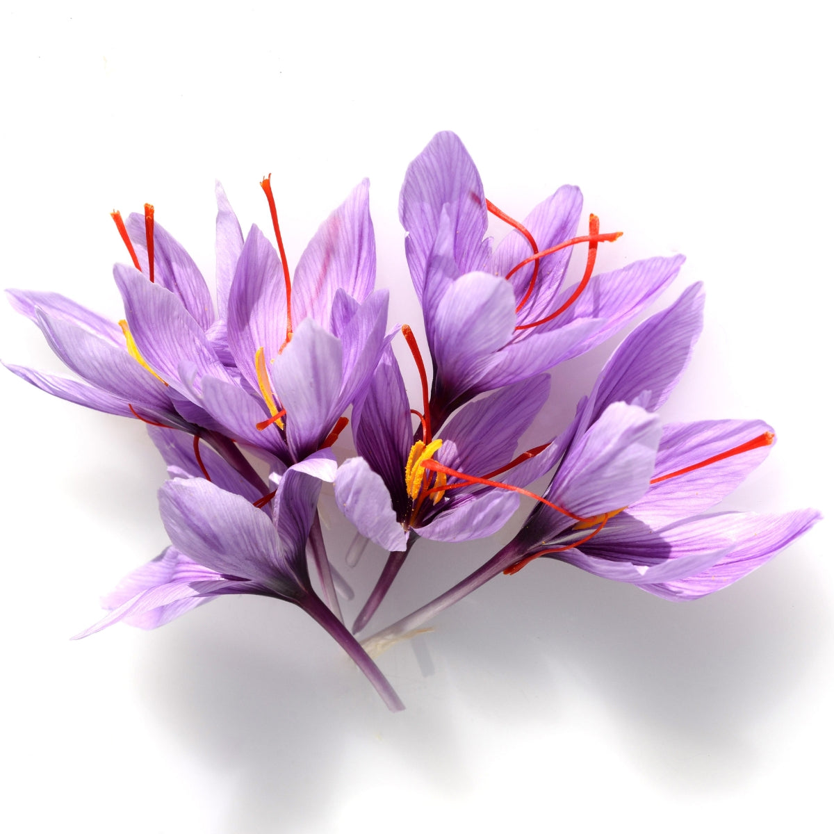 Saffron flowers on white background