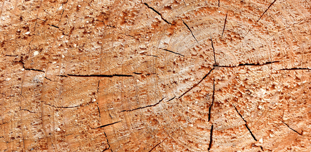Cedarwood