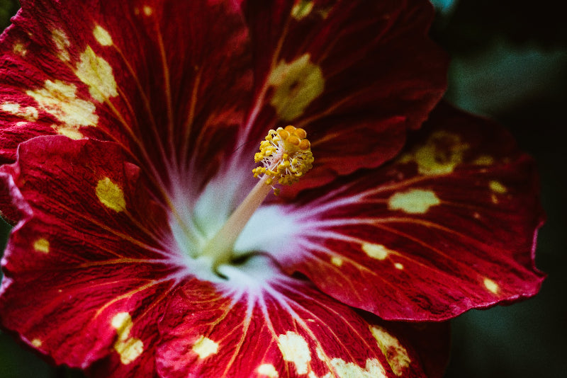 close up of a flower